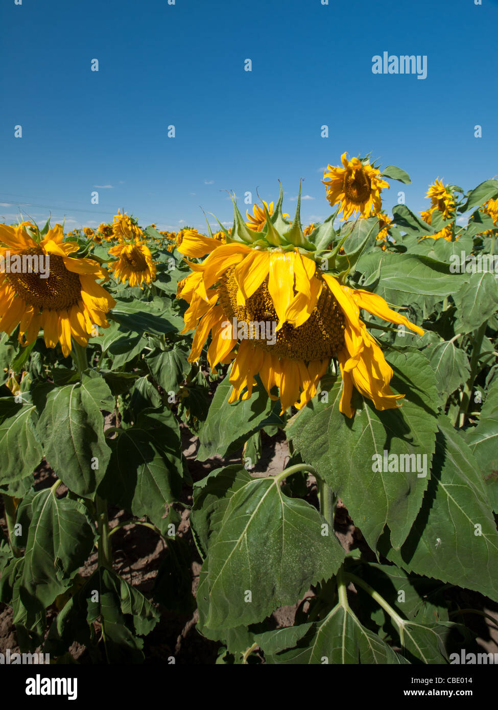 Sunflower field in Colorado Stock Photo Alamy