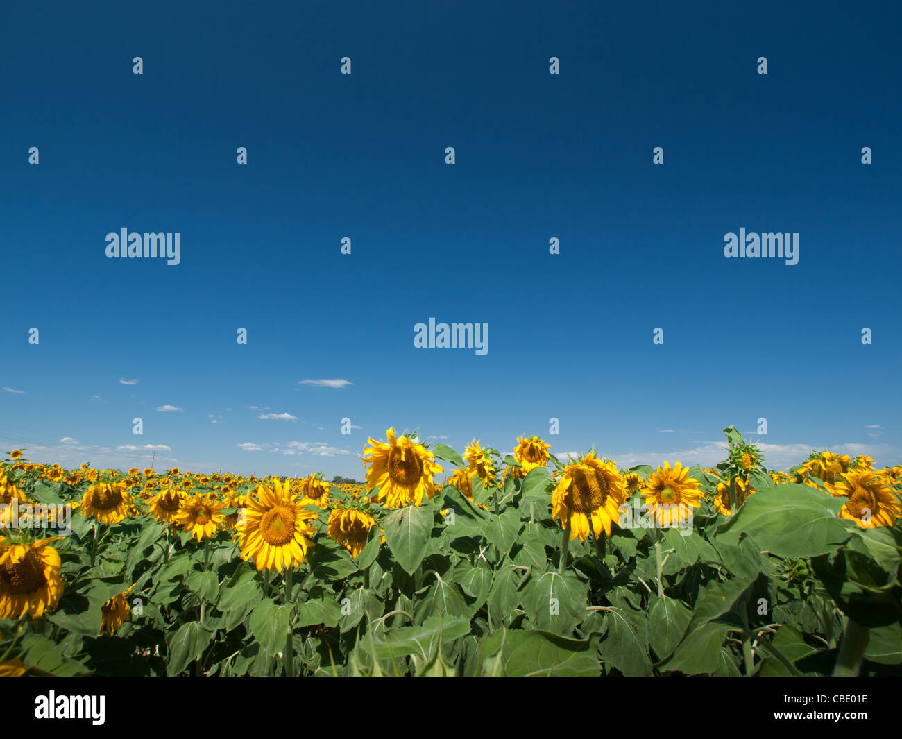 Sunflower field in Colorado Stock Photo Alamy
