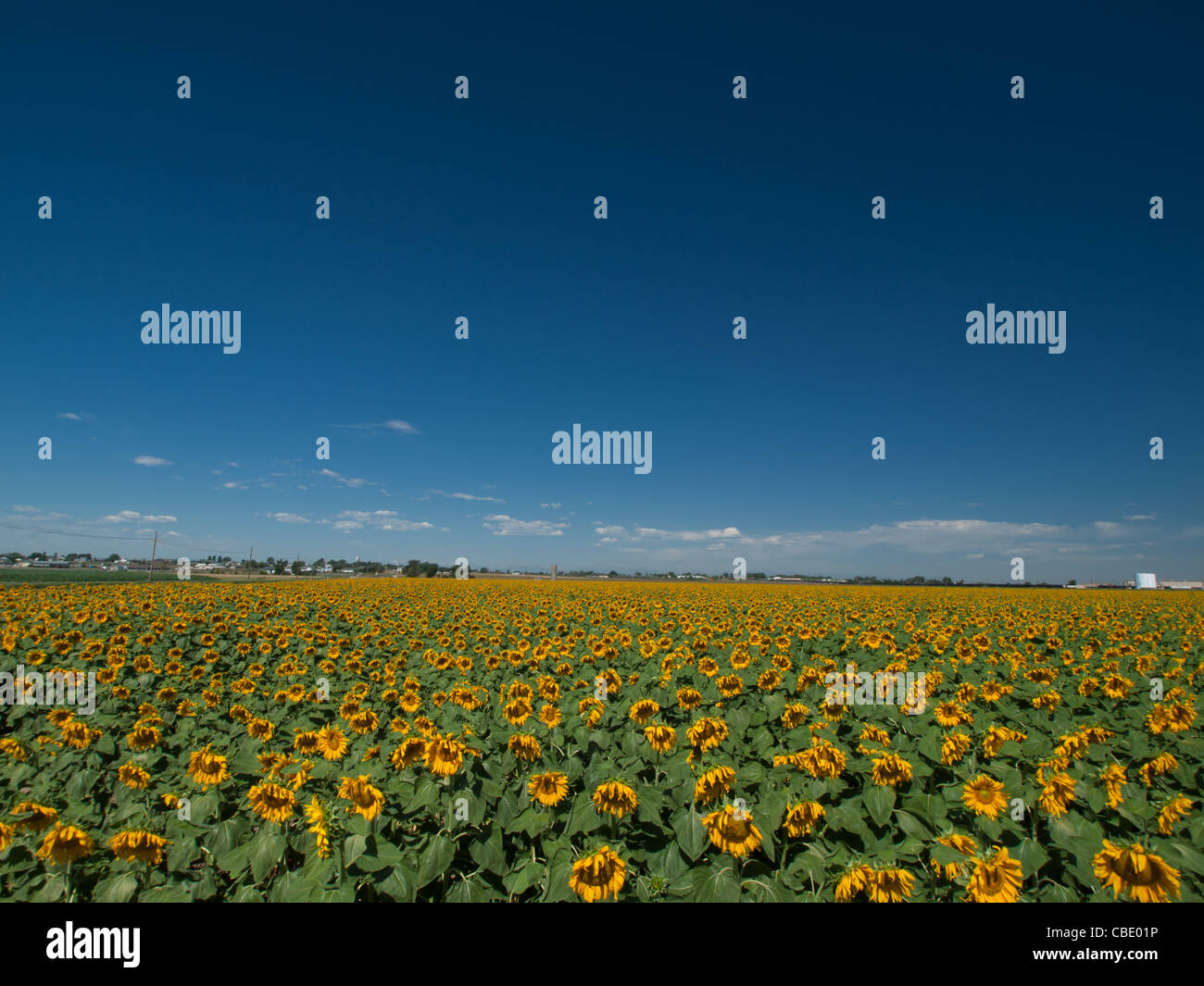 Sunflower field in Colorado Stock Photo Alamy