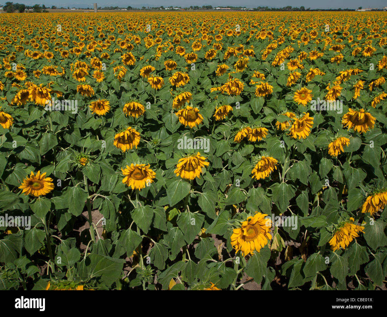 Sunflower field in Colorado Stock Photo Alamy