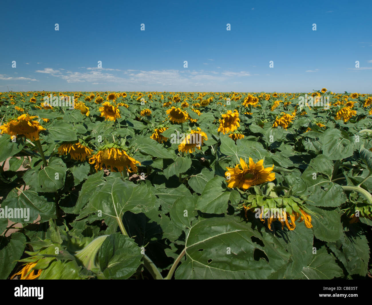 Sunflower field in Colorado Stock Photo Alamy