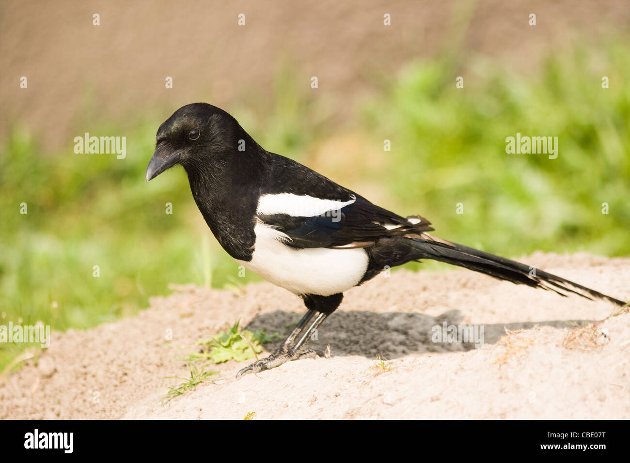 European Magpie, Common Magpie or Pica pica - bird from crow family Stock Photo