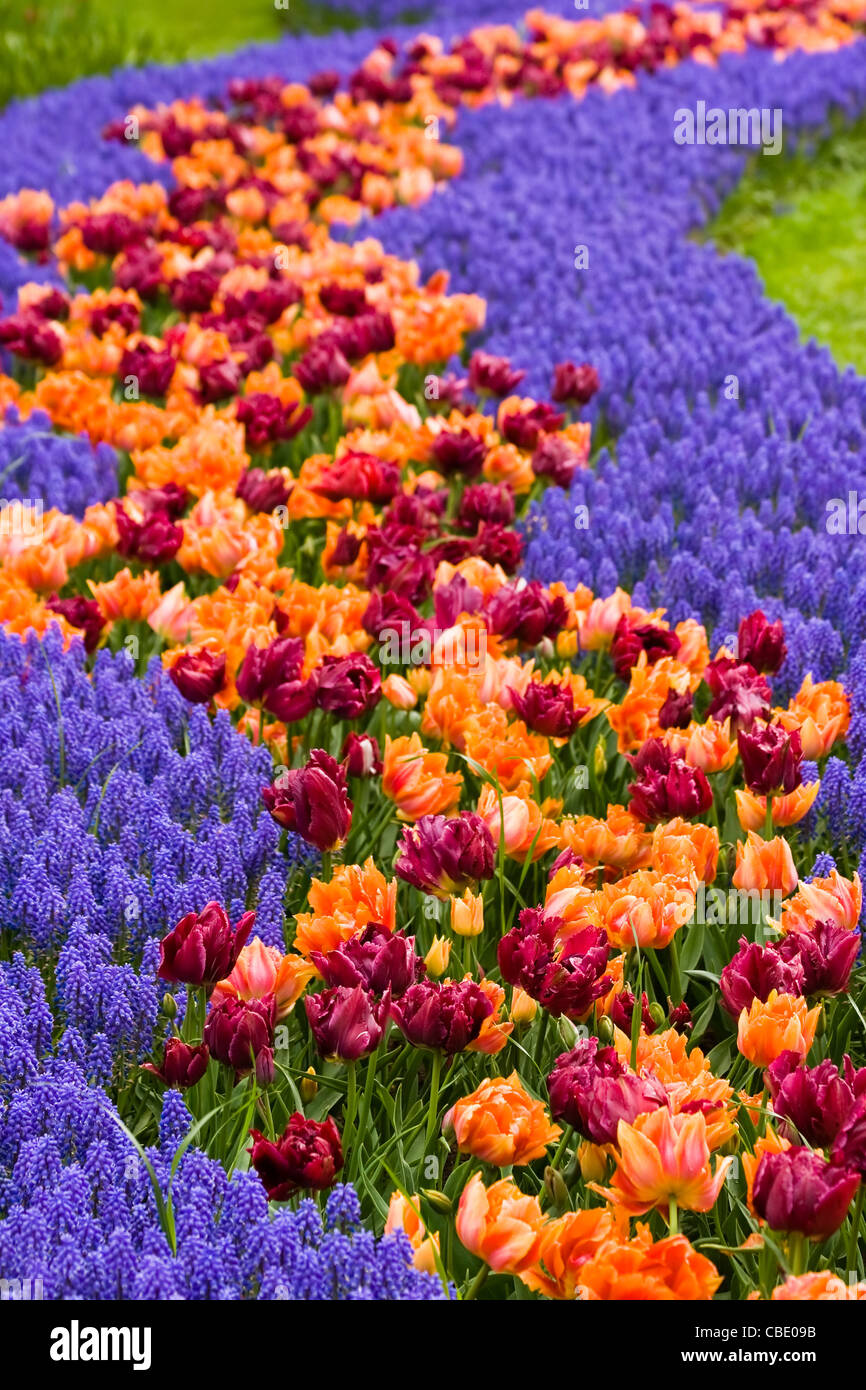 Path of flowers with tulips and common grape hyacinth Stock Photo Alamy