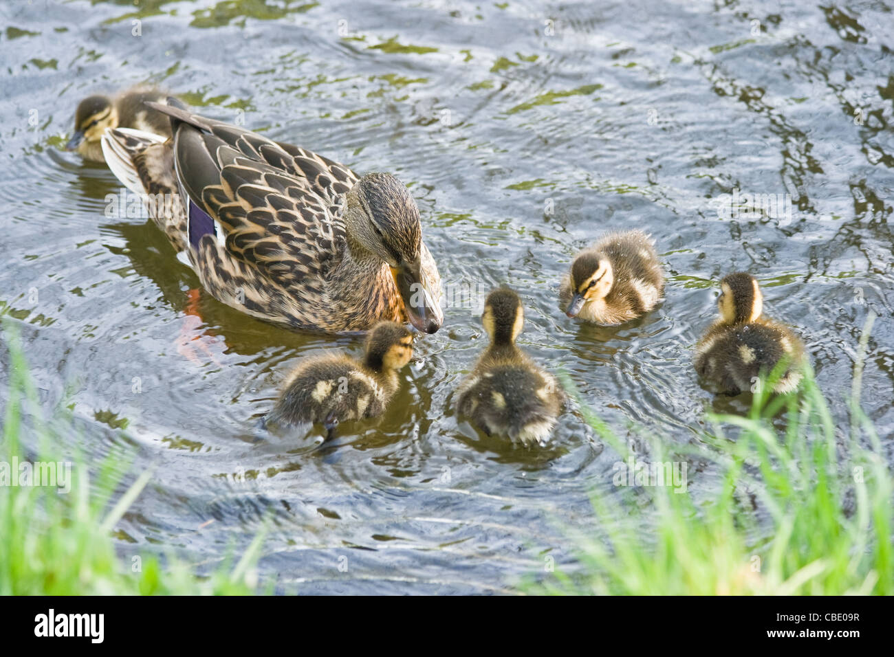 Female mallard, Wild Duck or Anas platyrhynchos with her ducklings in spring Stock Photo