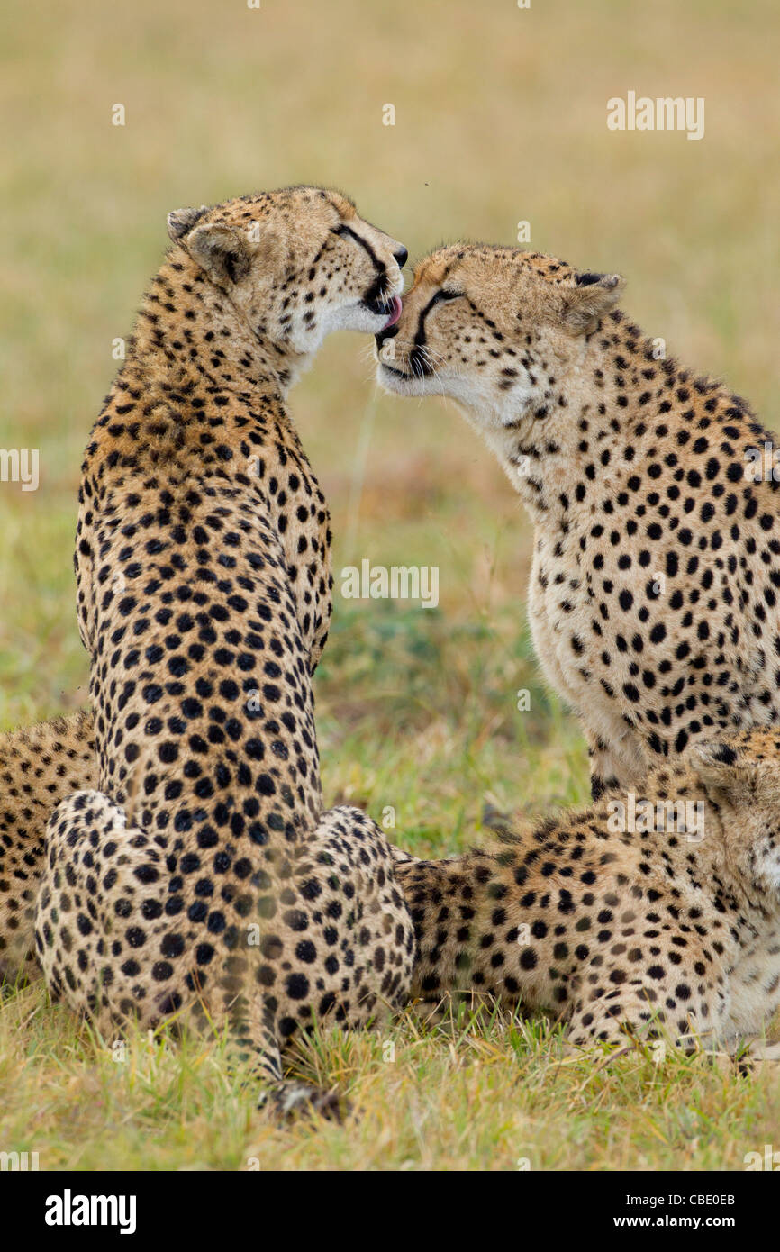 Cheetah love hi-res stock photography and images - Alamy