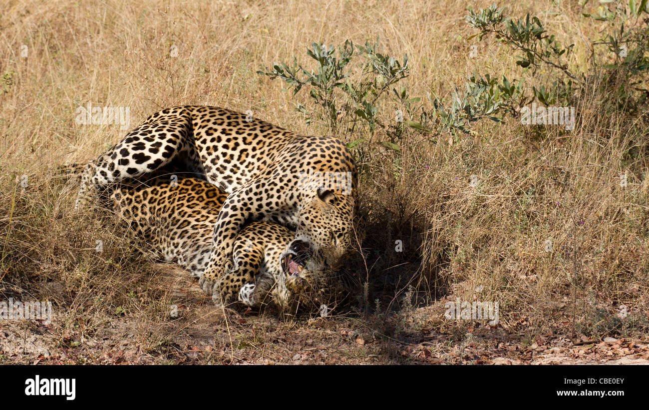 Leopards mating (Panthera pardus) Stock Photo