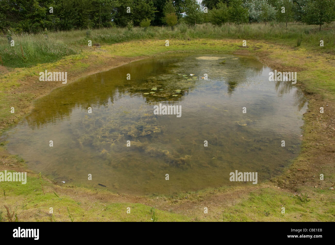 Landscape view of stagnant pond with lily pads in a field Stock Photo