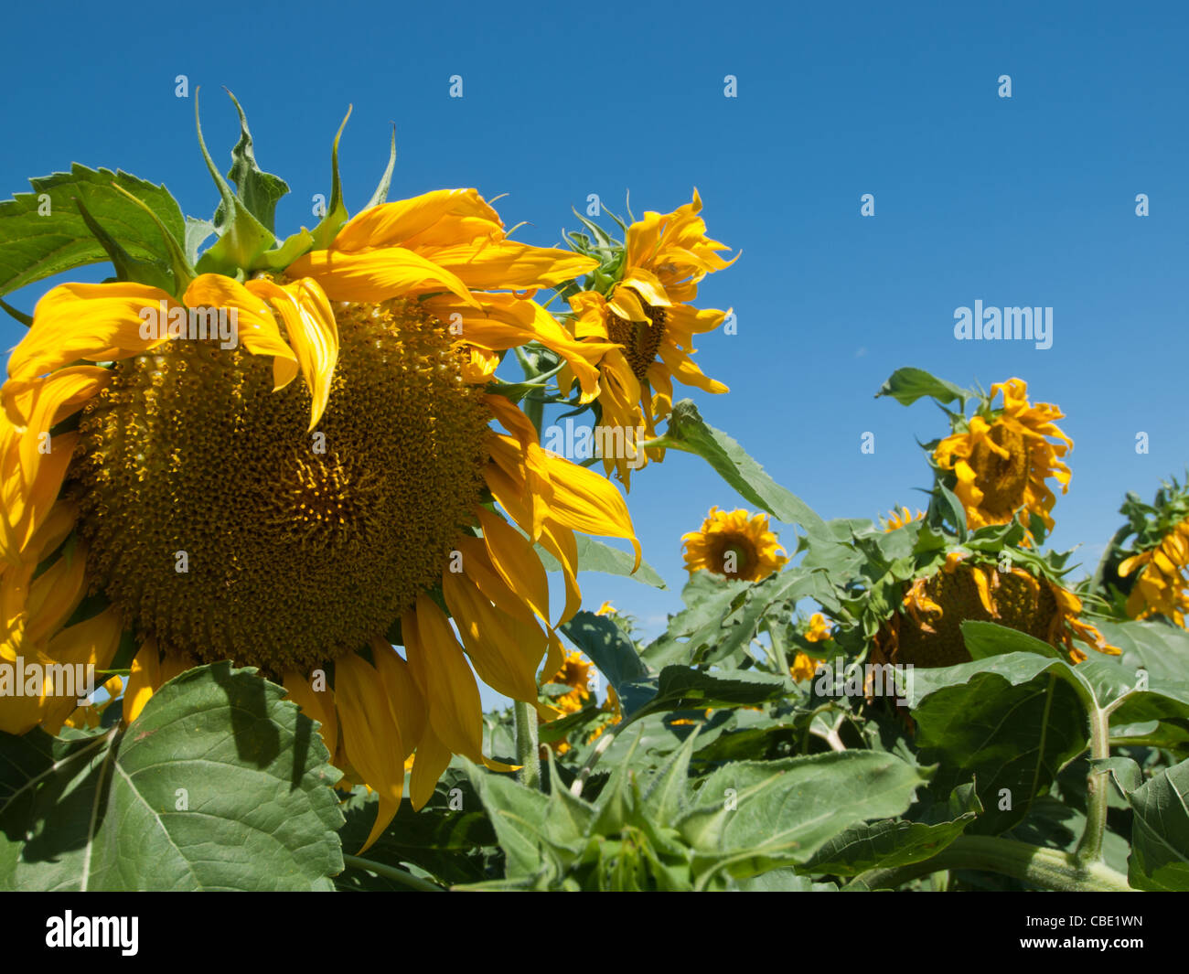 Sunflower field in Colorado Stock Photo Alamy