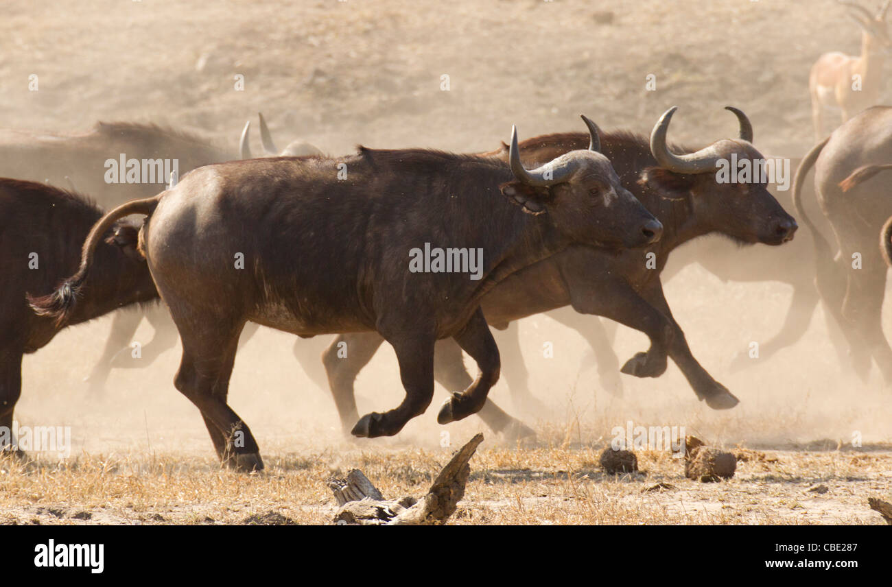 Buffalo being spooked. Always a great view to watch these powerful animals in Full action. Stock Photo
