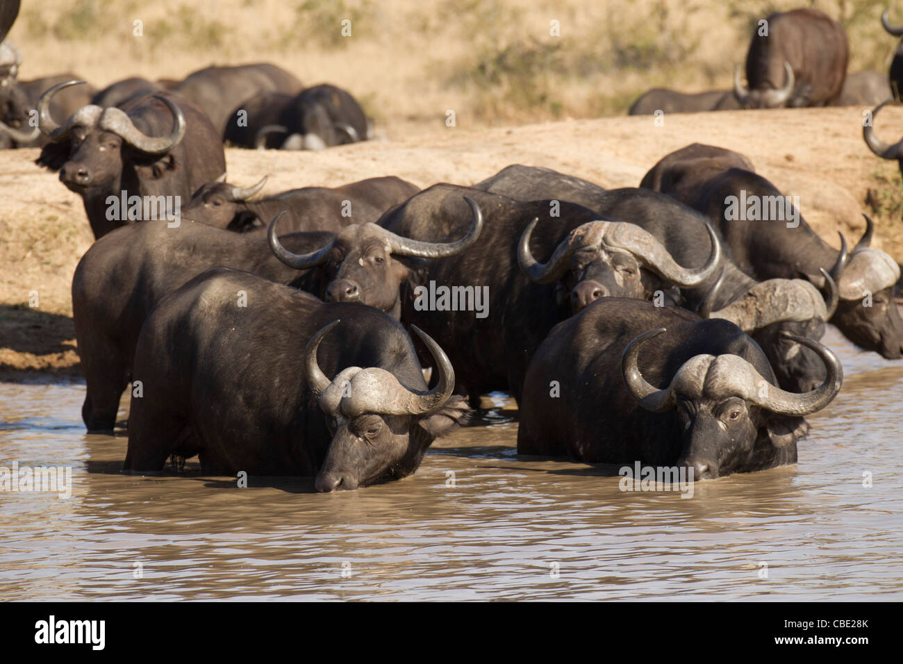 Cape Buffalo drinking water Stock Photo - Alamy