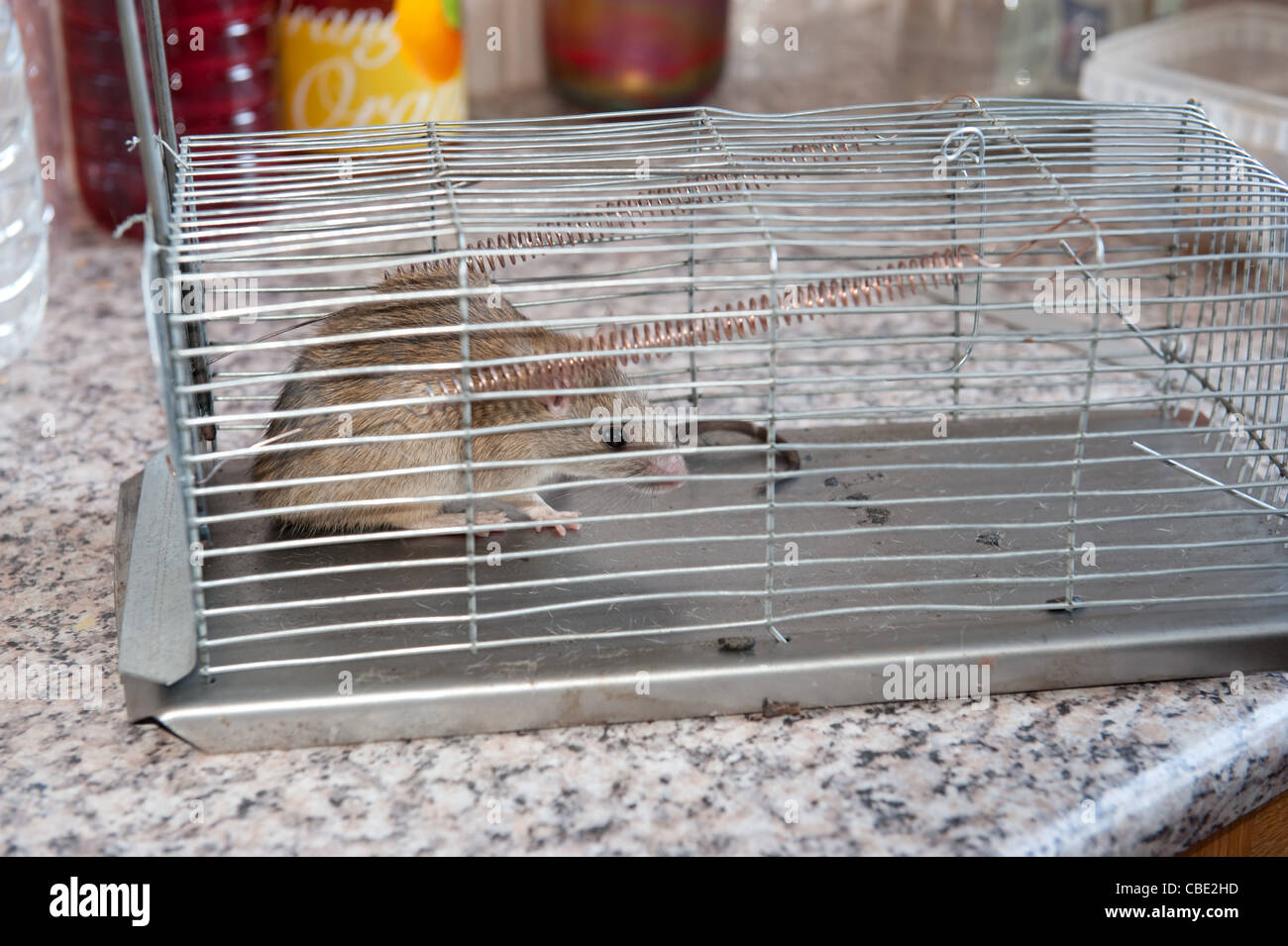 Live rat caught in humane trap Stock Photo Alamy
