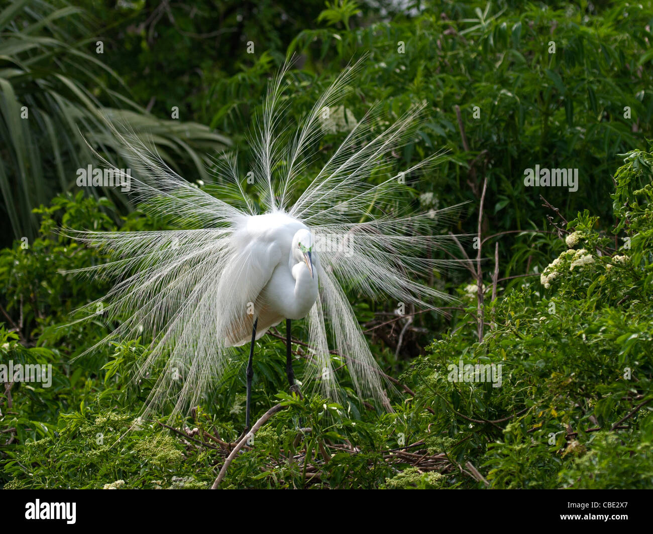 Great white egret displaying Stock Photo