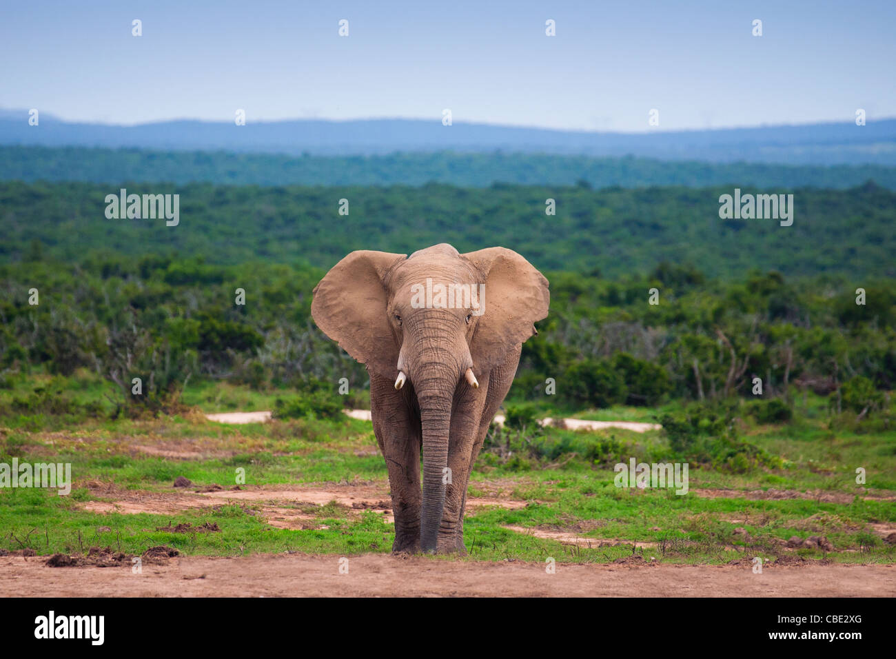 An Elephant Bull ( Loxodonta Africana ) approaching Hapoor Dam in Addo Elephant National Park in South Africa. Stock Photo