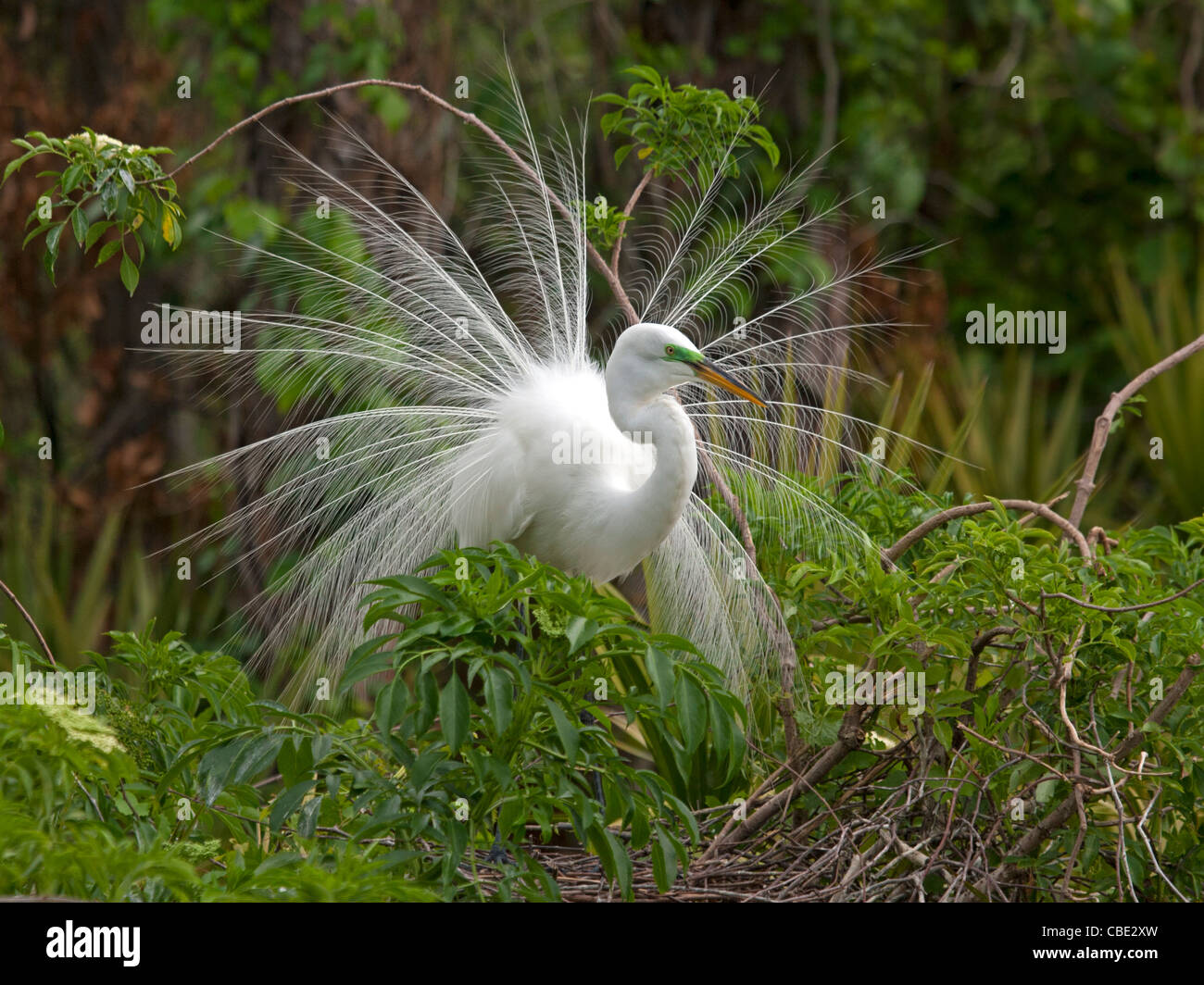 Great white egret displaying Stock Photo