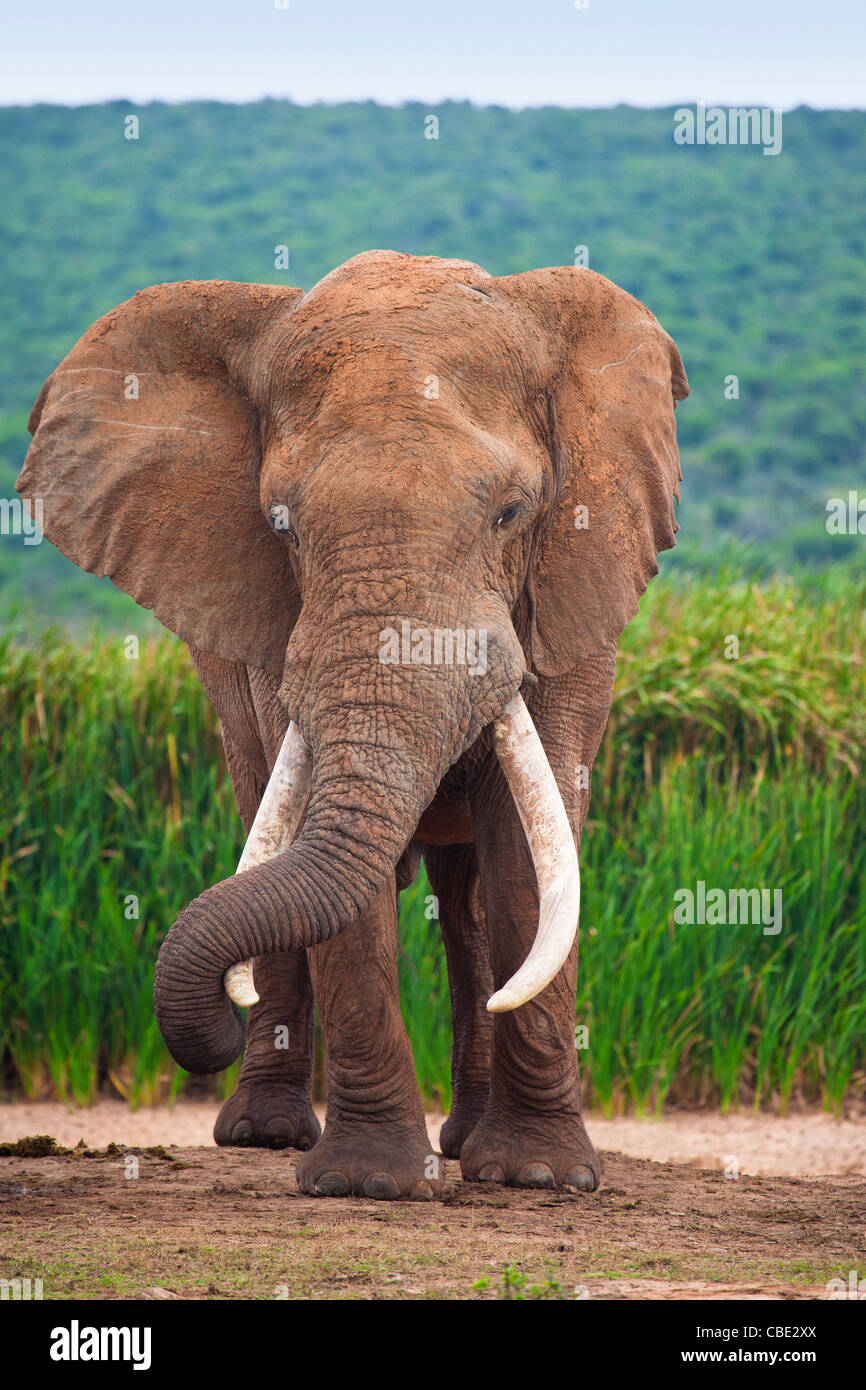 A large Elephant Bull ( Loxodonta Africana ) captured in Hapoor Dam in Addo Elephant National Park in South Africa. Stock Photo