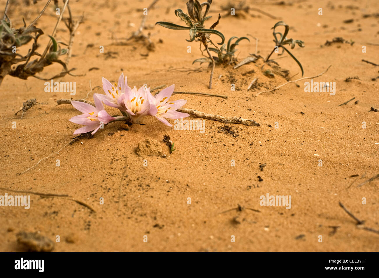 Egyptian Meadow-Saffron (Colchicum ritchii) Photographed in the Negev desert Israel in February Stock Photo