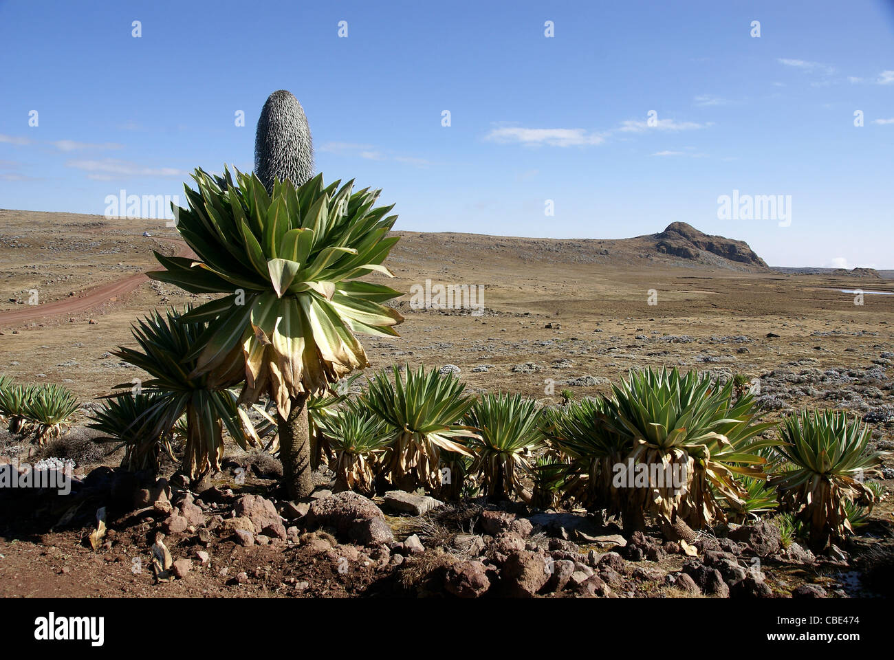 Africa, Ethiopia,Oromia Region, Bale Mountains, Flowering giant lobelia (Lobelia deckenii) Stock Photo