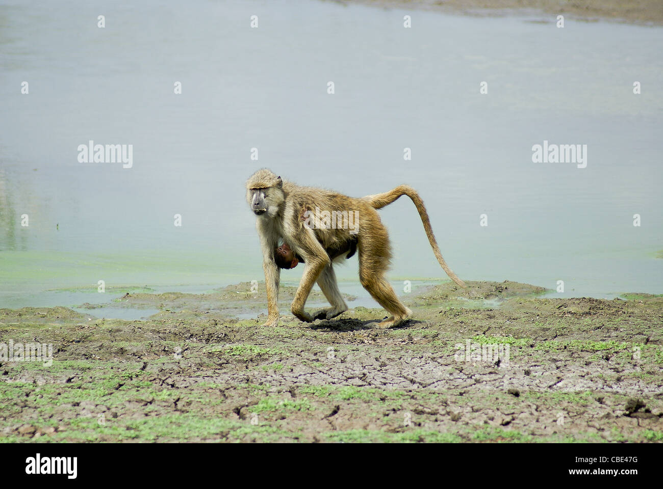 Africa, Tanzania, Female Olive Baboon (Papio anubis) carries baby Stock Photo