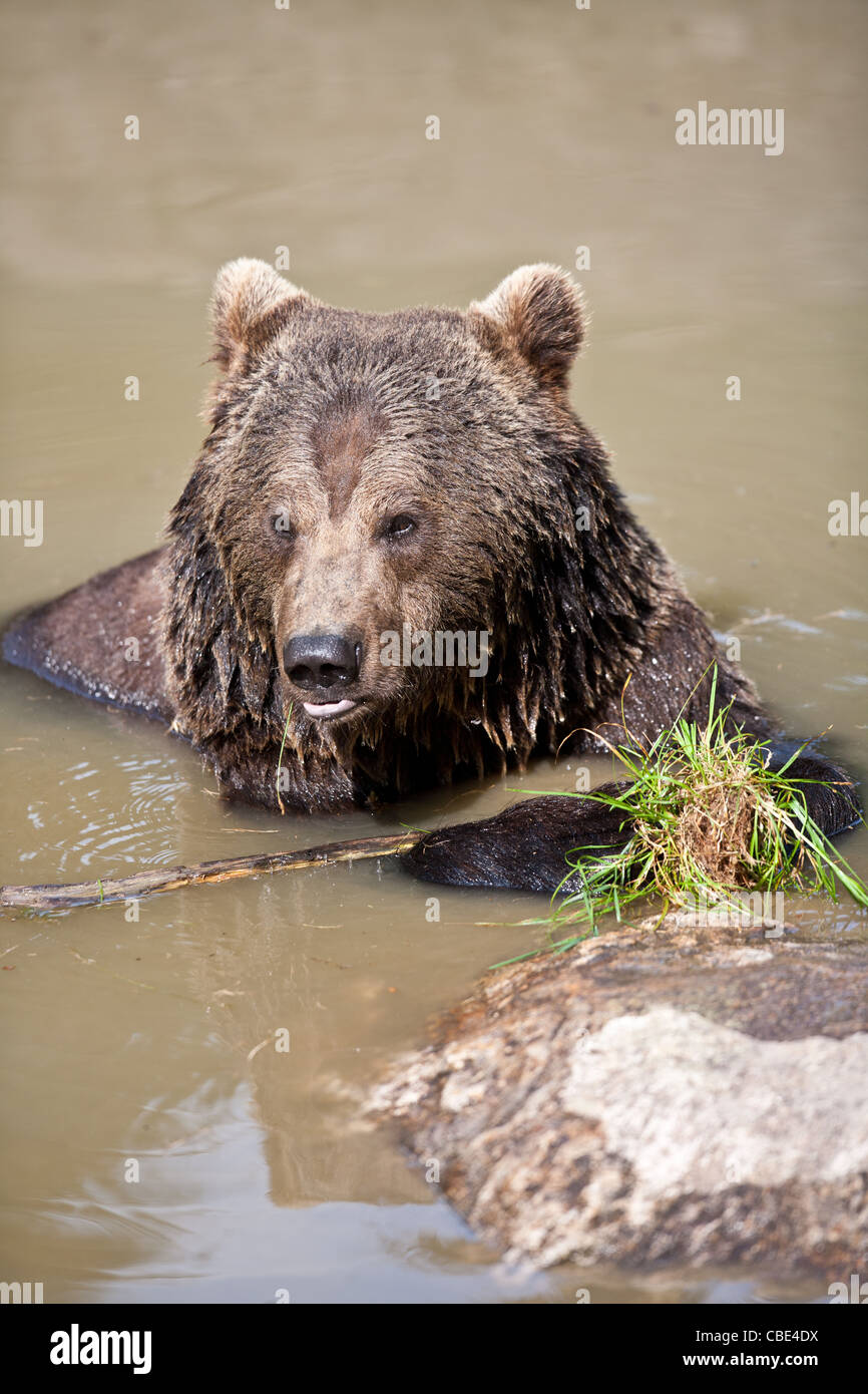 A Captive European Brown Bear (Ursus arctos) poses with grass in a pond ...