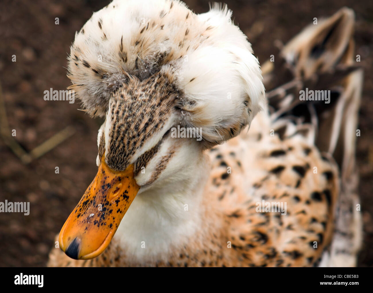 Brown Crested duck, genetic mutation, skull deformity Stock Photo - Alamy