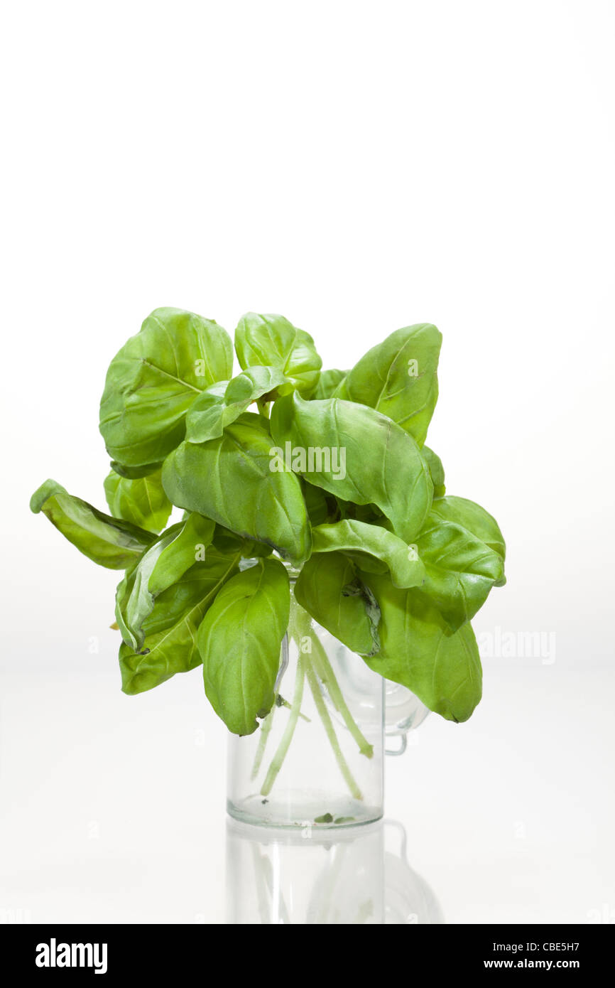 Fresh basil in a glass jar in front of a neutral white background Stock