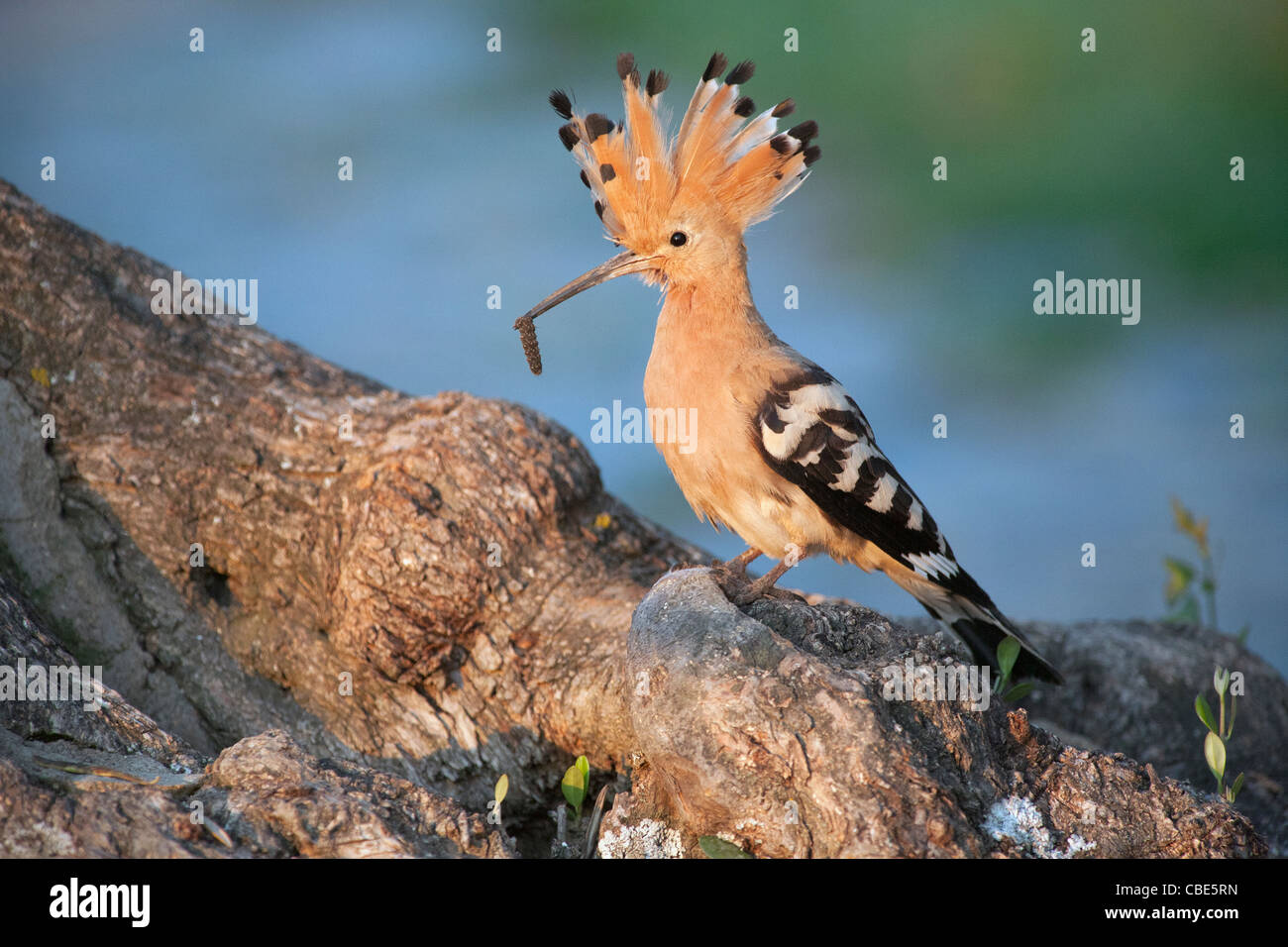 Hoopoe (Upupa epops), perched on tree root with food in bill, Spain Stock Photo