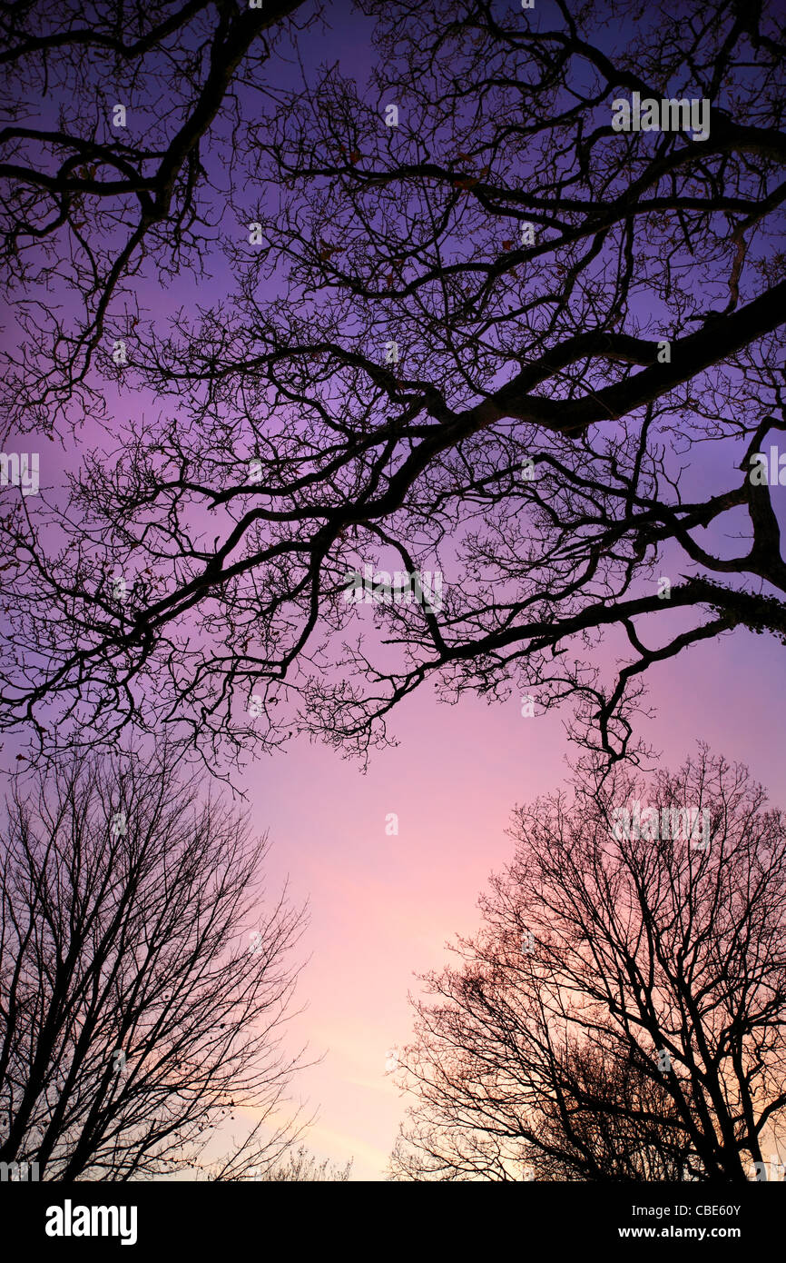 Winter trees silhouetted against an evening sky. Stock Photo