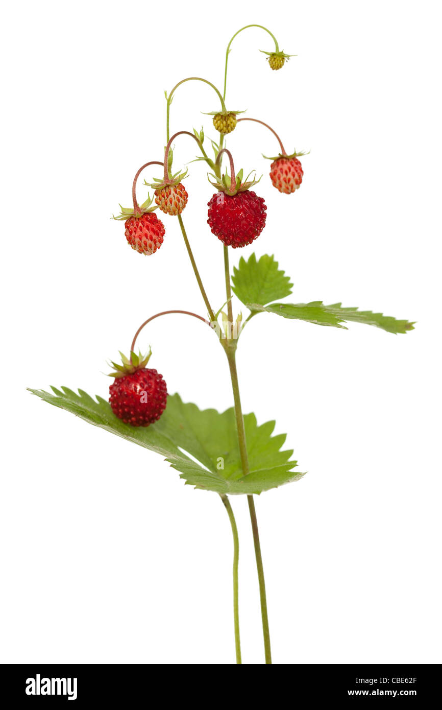 red and unripe wild strawberry on bush Stock Photo - Alamy