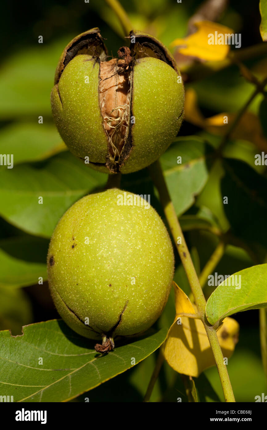 Walnut branch with two fruit ripe nut Stock Photo