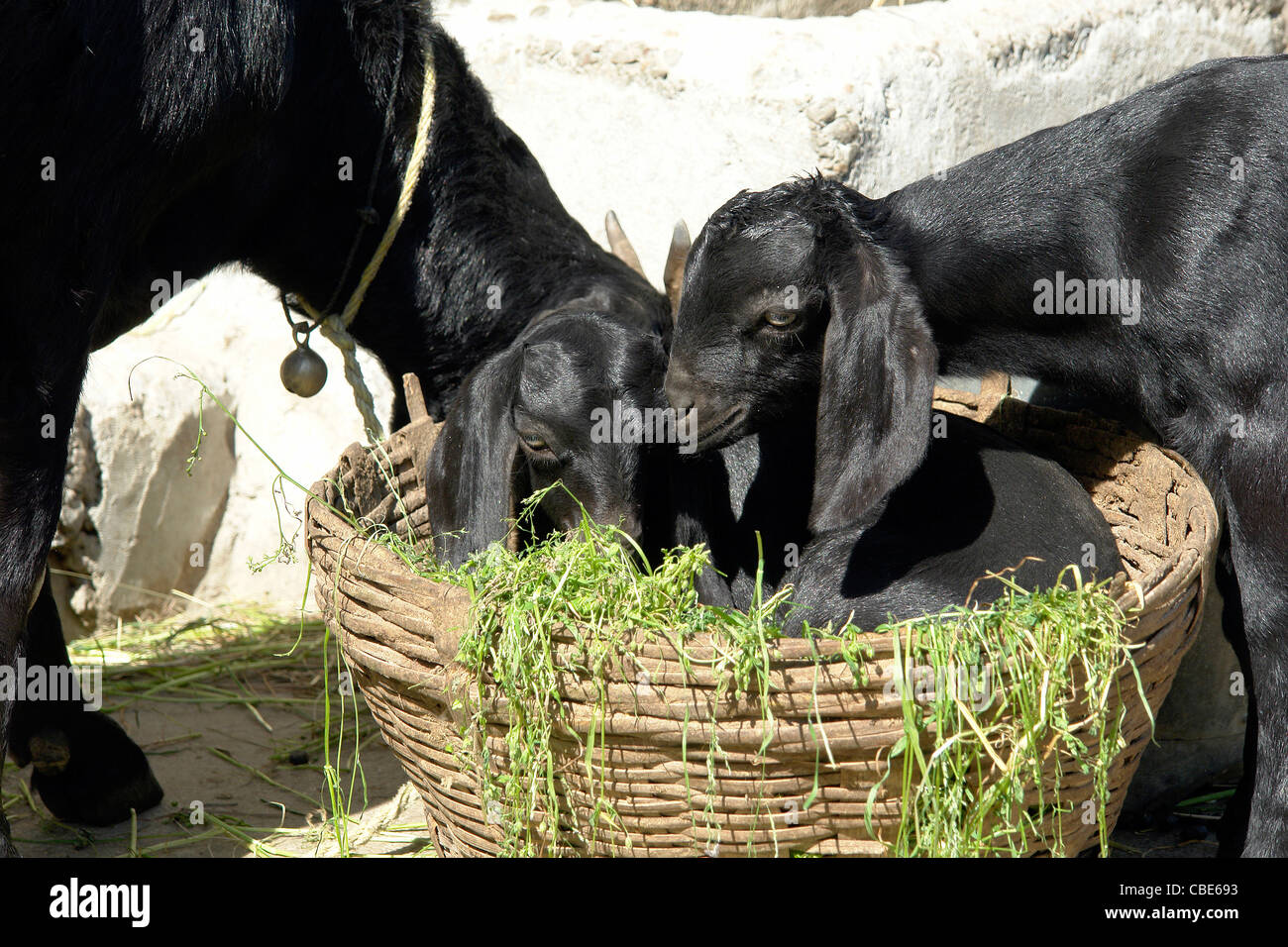Goat cattle hires stock photography and images Alamy
