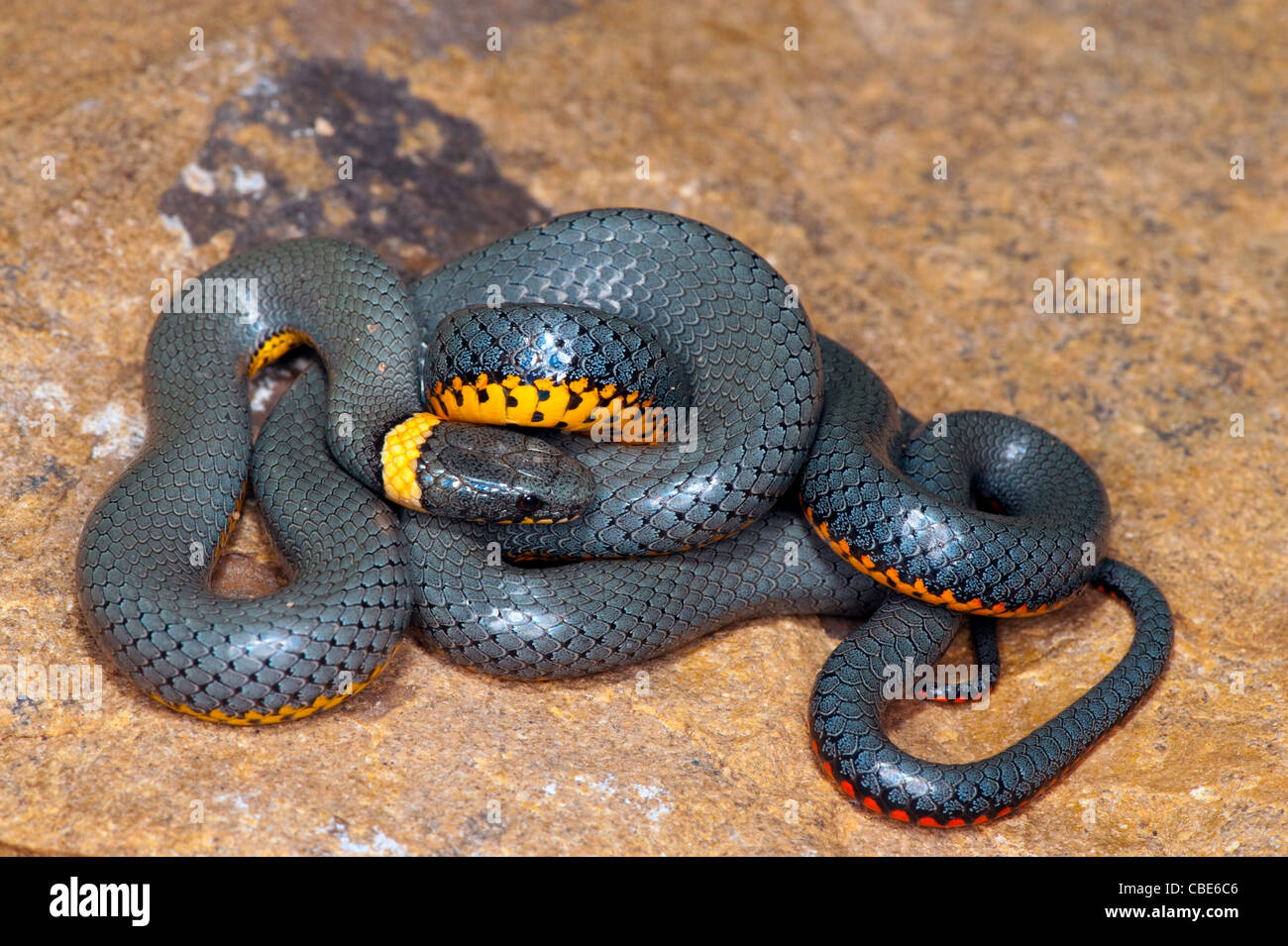 Ring-necked Snake Diadophis punctatus Catalina, Pima County, Arizona, United States 4 October Adult Colubridae Stock Photo