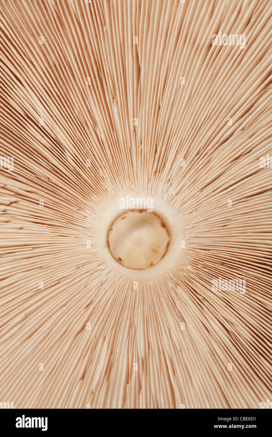 mushroom Macrolepiota seen from underneath as background Stock Photo