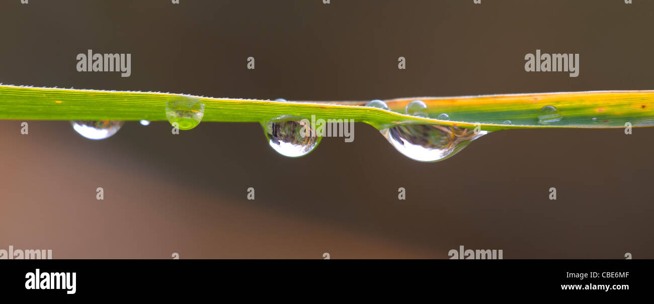 Raindrops on a Phragmites reed leaf Stock Photo