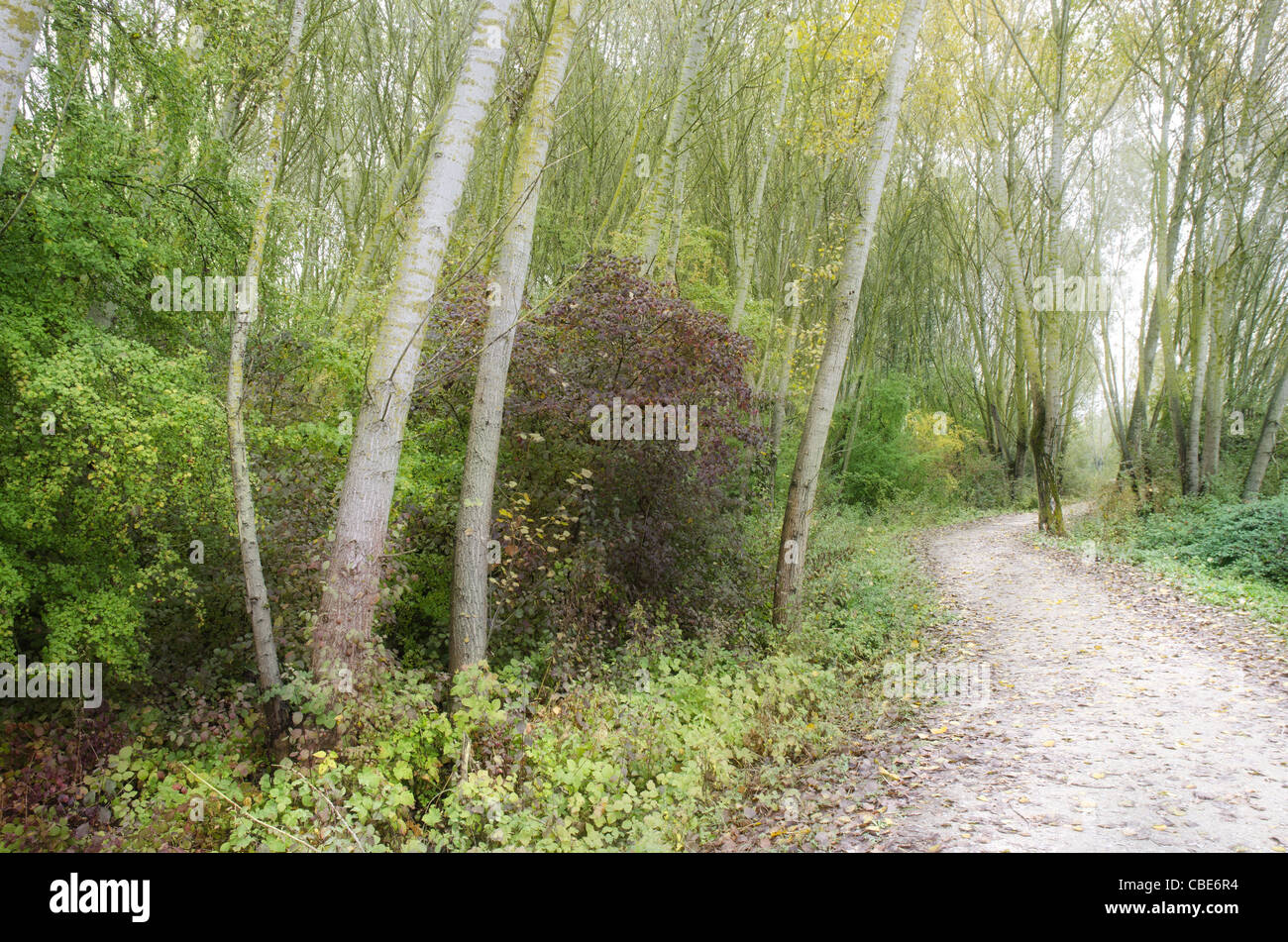 Riparian forest adjacent to Chiusi Lake, in Tuscany, Italy. Stock Photo