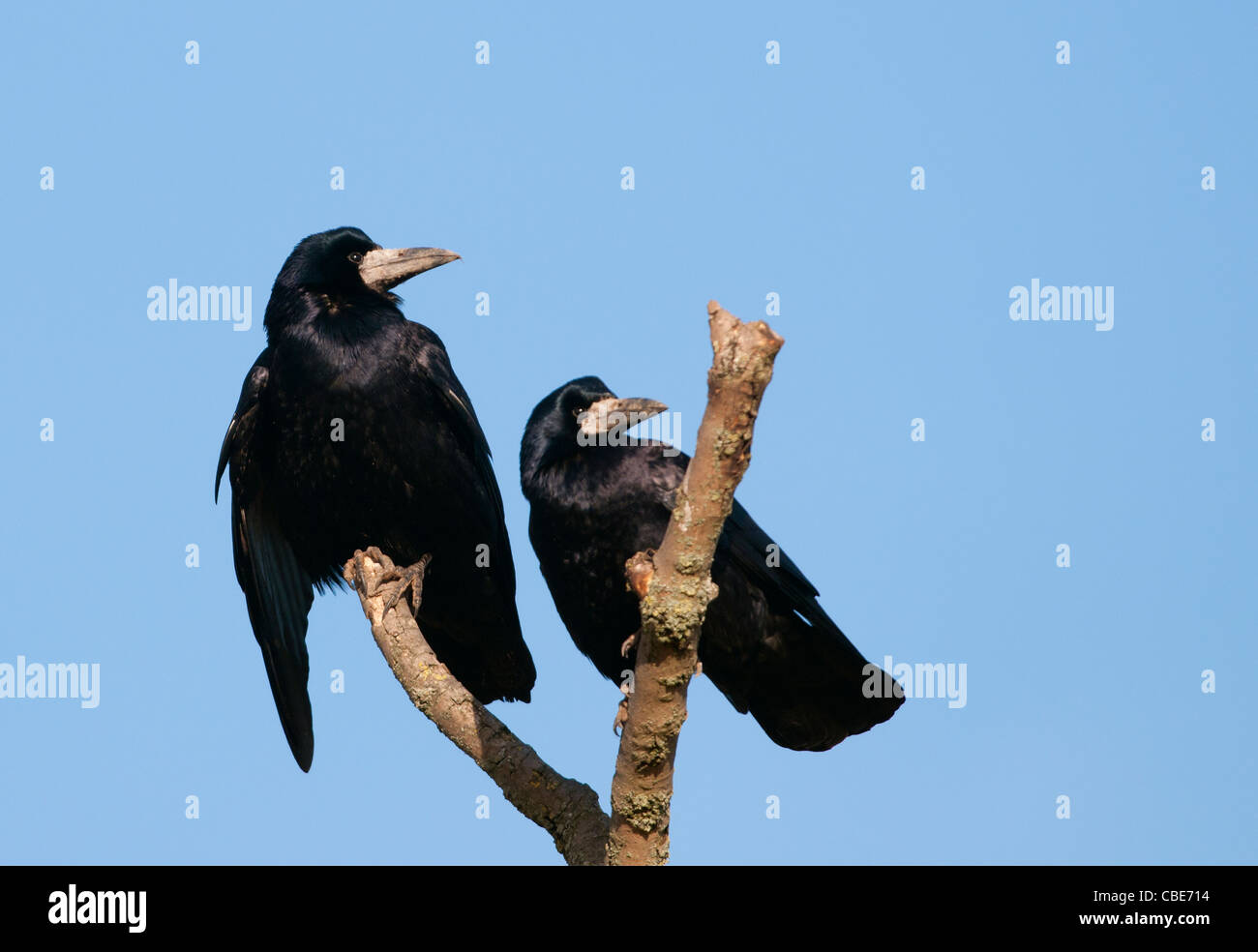 Pair of Carrion Crows (Corvus Corone) perched on branch Stock Photo