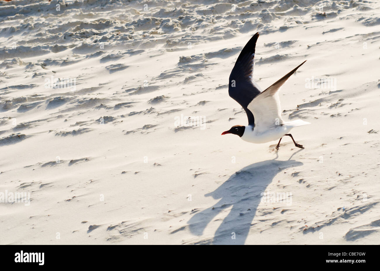 Sea gull taking off in flight on sandy beach Stock Photo