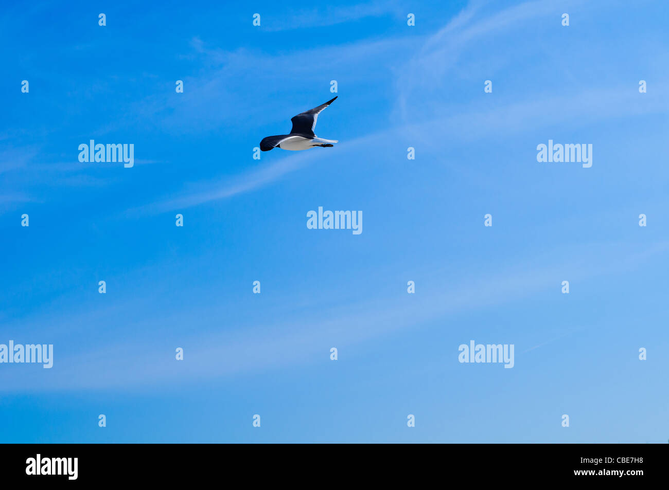 Sea gull flying in blue sky with clouds Stock Photo