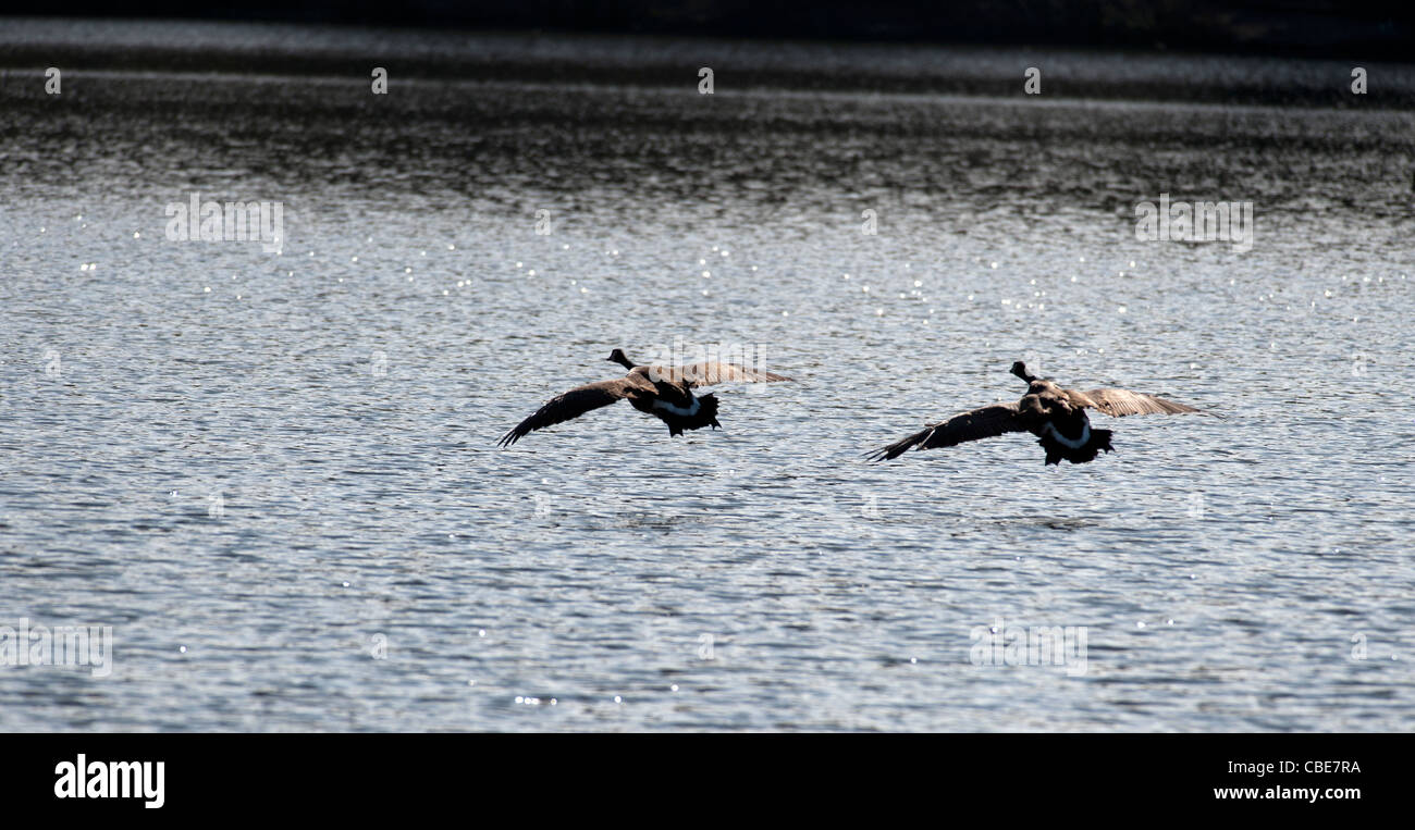 Canadian Geese landing on the lake Stock Photo
