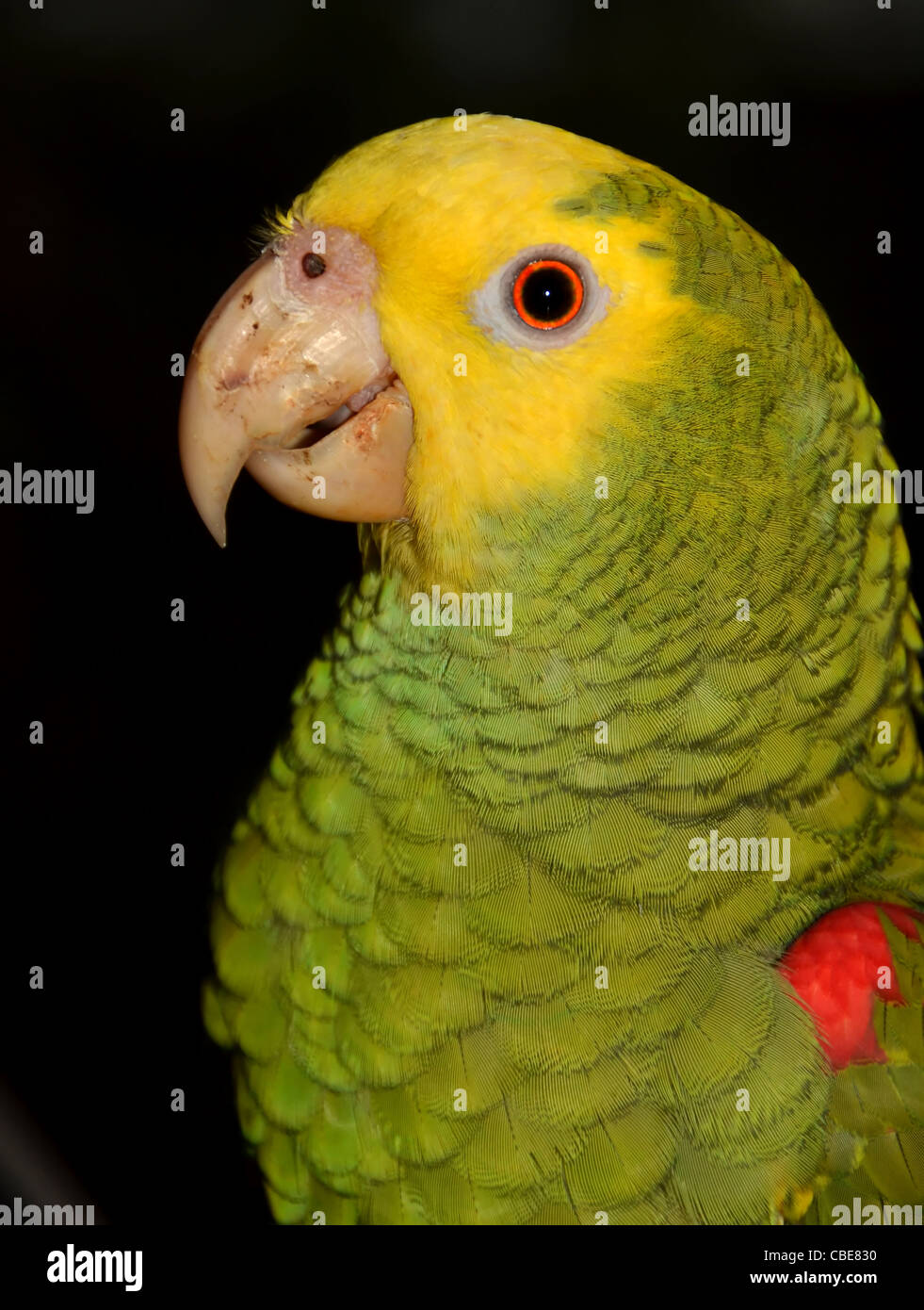 Yellow Headed Parrot High Resolution Stock Photography and Images - Alamy