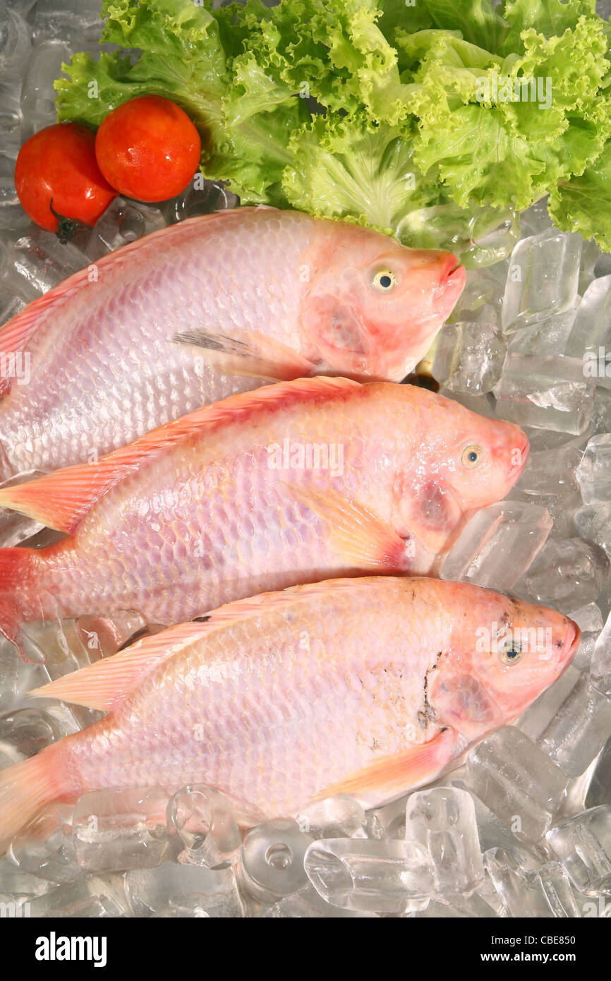 Fresh Red fish on ice Stock Photo Alamy