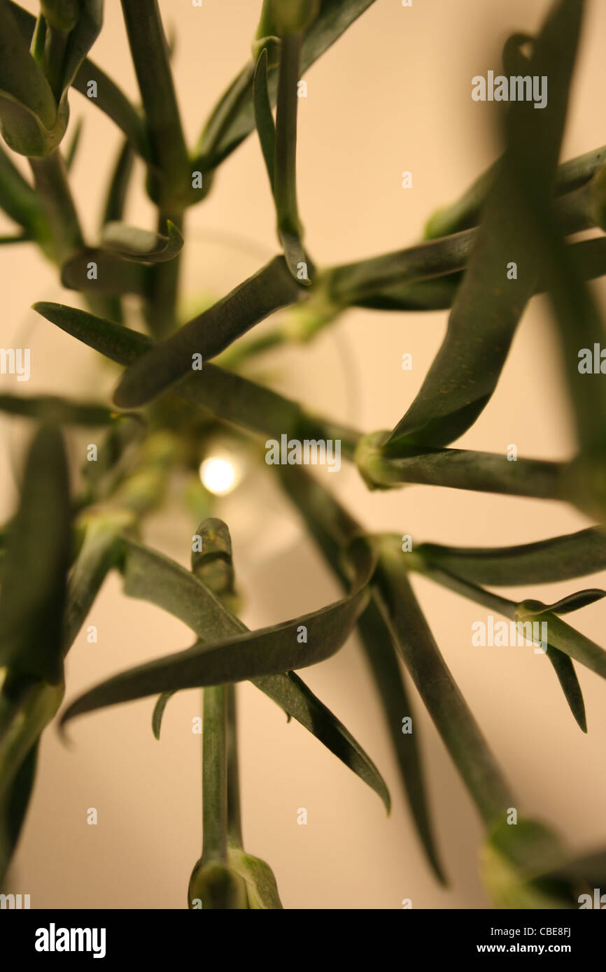 Stems of flowers in a glass vase Stock Photo Alamy