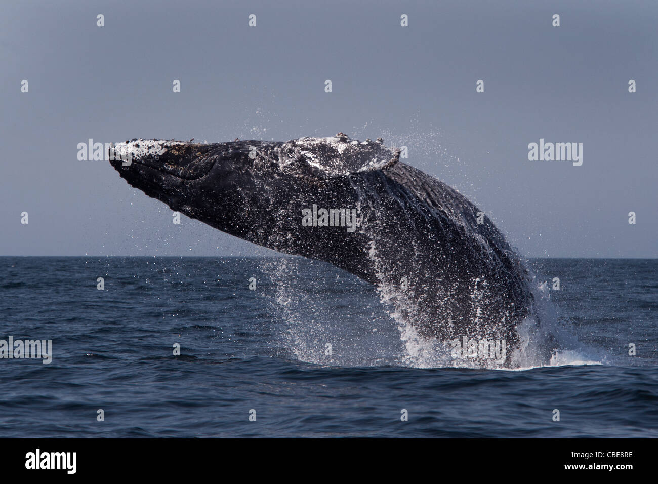 Humpback Whale (Megaptera novaeangliae) adult female breaching. Monterey, California, Pacific Ocean. Stock Photo