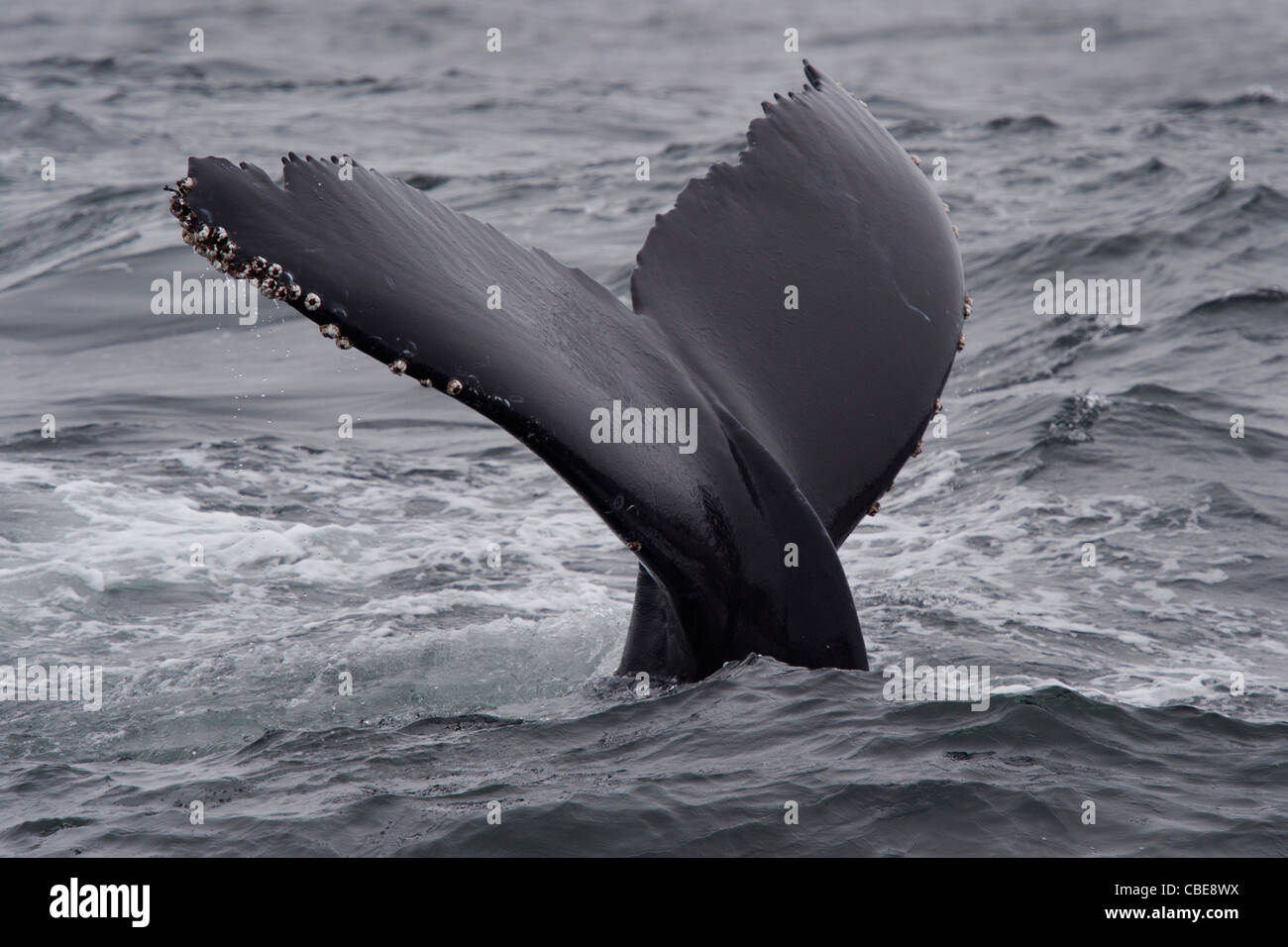 Humpback Whale (Megaptera novaeangliae) fluking. Monterey, California, Pacific Ocean. Stock Photo