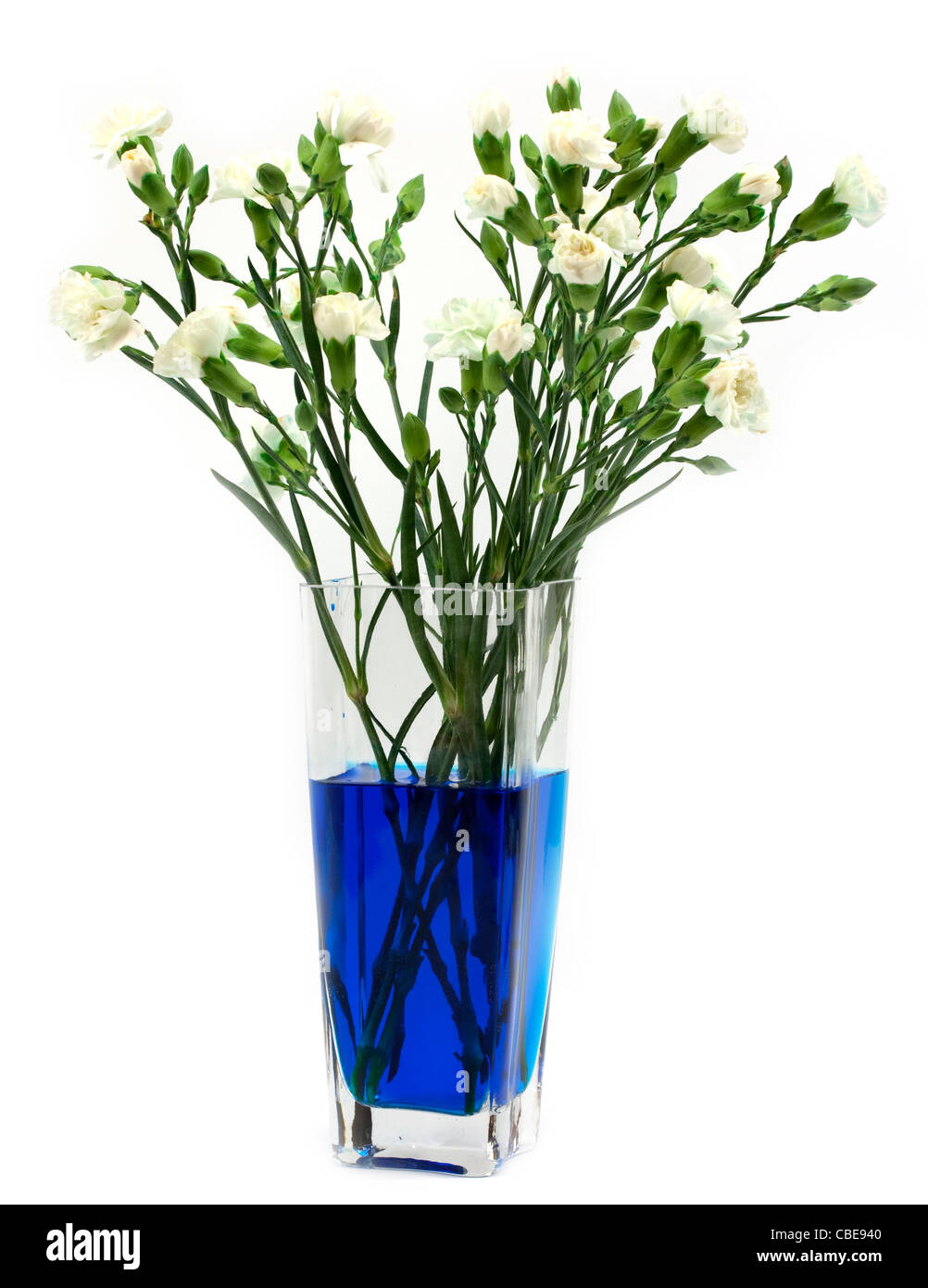 Carnation flower food coloring hires stock photography and images Alamy