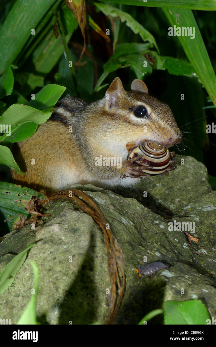 An eastern chipmunk displaying unusual late-season carnivorous behavior by eating a snail Stock Photo