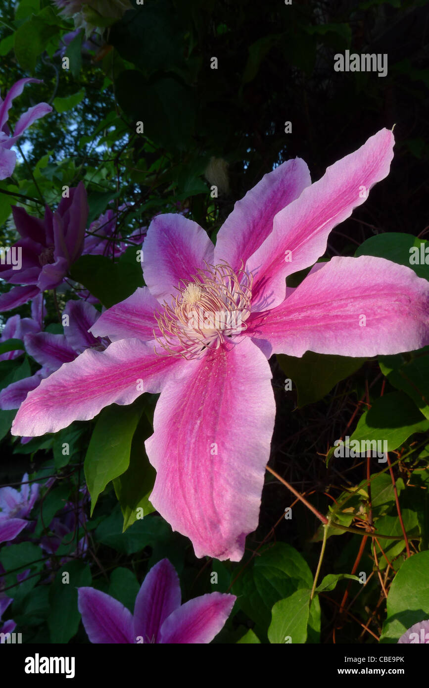 The bright pink bloom of the Doctor Ruppel variety of clematis Stock Photo