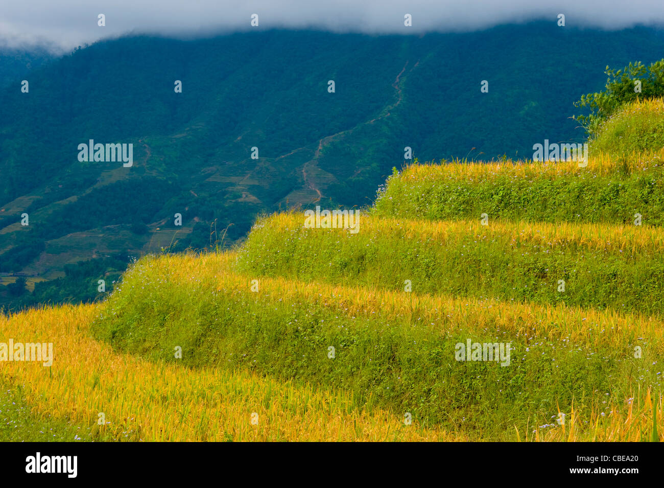 rice fields with mountains in the background, top of the mountains is covered in clouds, north Vietnam Stock Photo