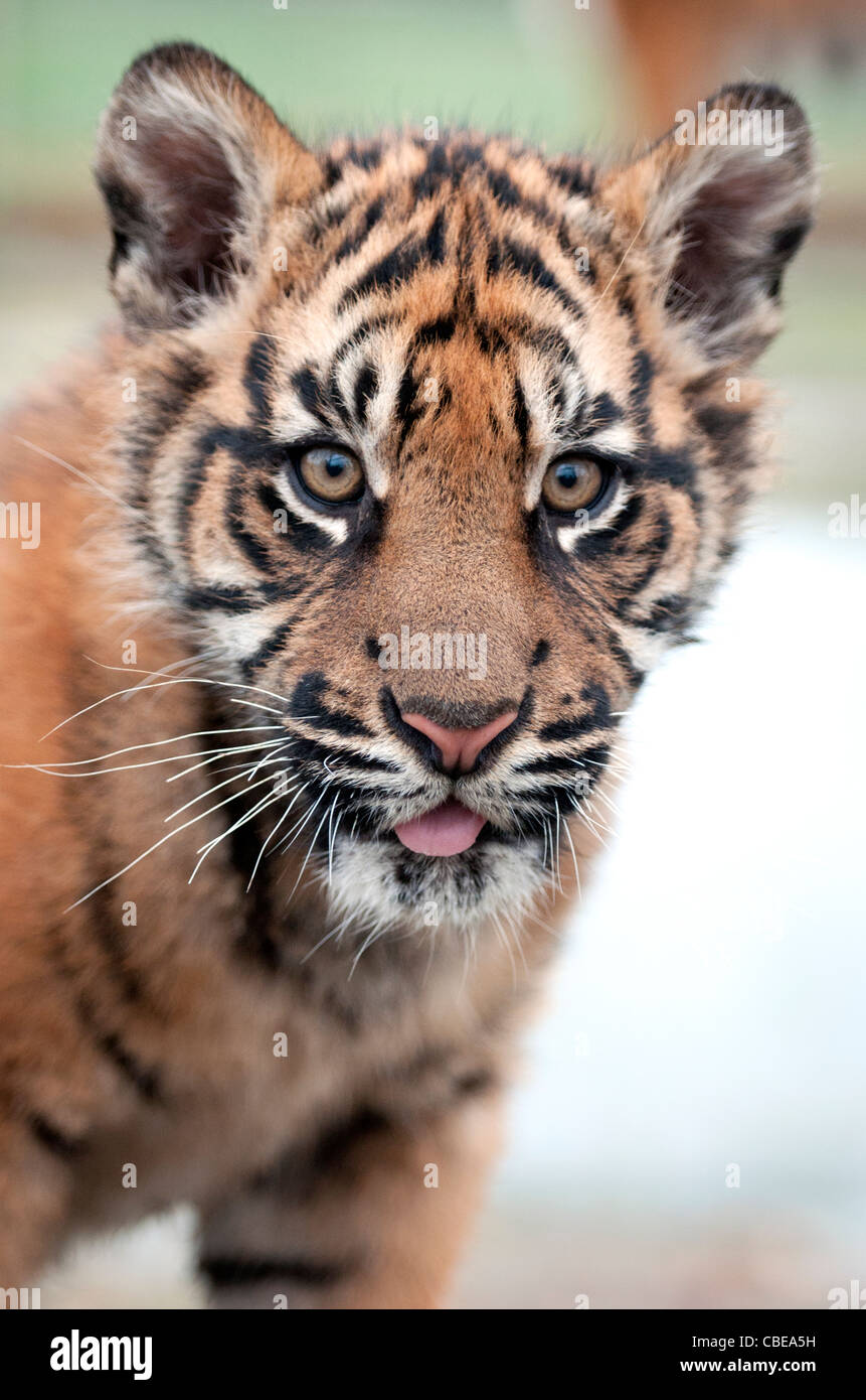 Four-month-old male Sumatran tiger cub Stock Photo