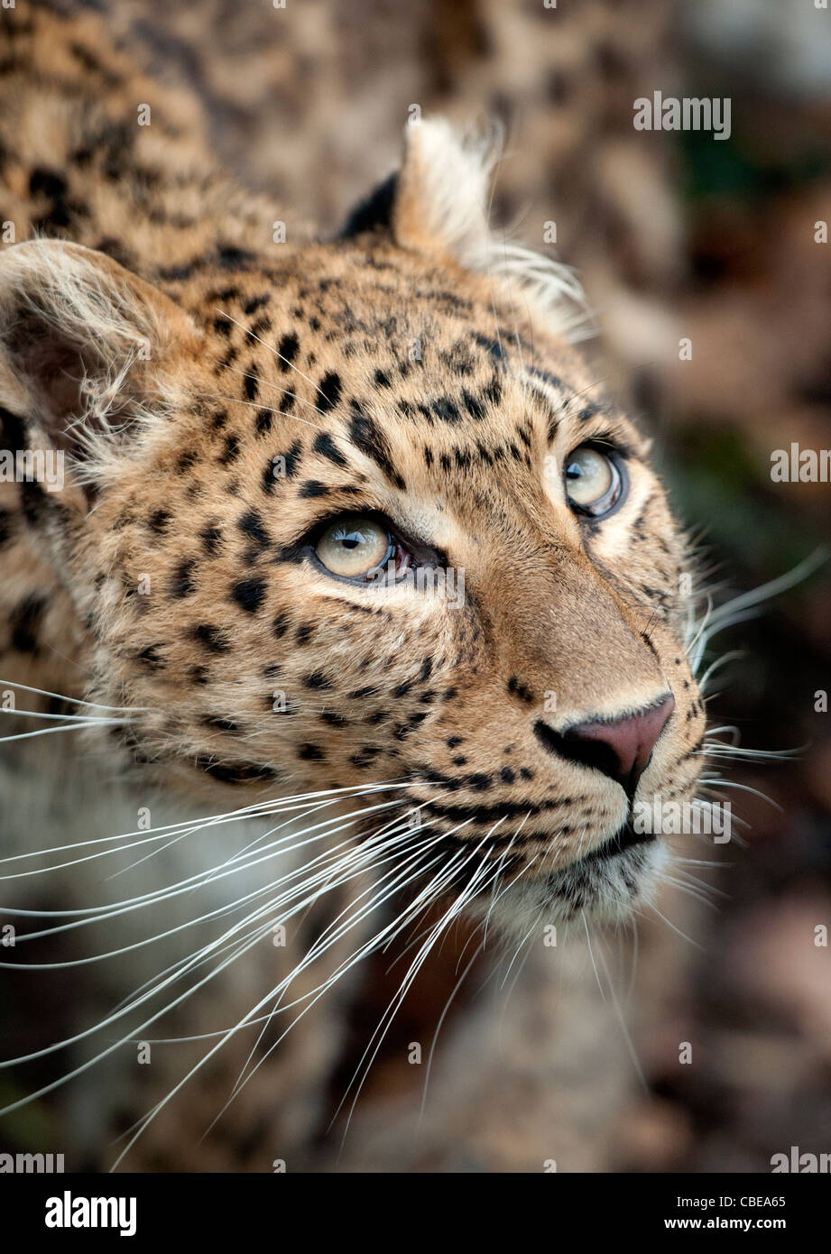 Female North Chinese leopard Stock Photo