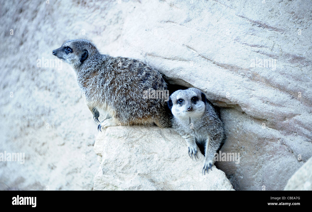 Meerkats in London Zoo. Stock Photo
